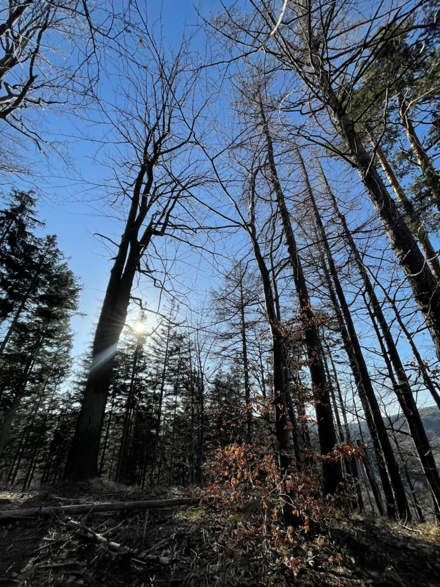 Drewniany Dom W Brzozowisku Chalet Pieszyce